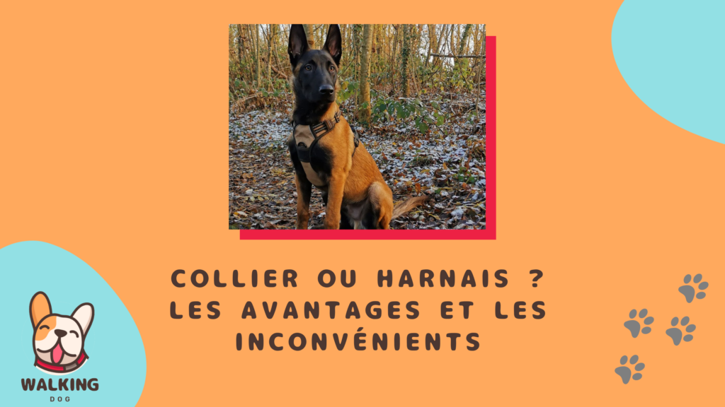 walkingdog collier harnais avantages inconvenients